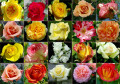 Различные розы